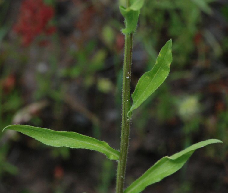 Image of prairie fleabane