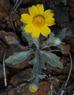 Image of Congdon's woolly sunflower