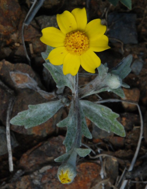 Image of Congdon's woolly sunflower