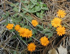 Image de Eriophyllum lanatum var. croceum (Greene) Jepson