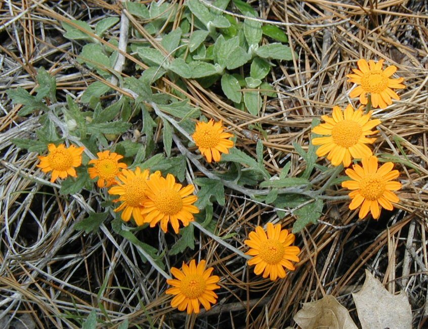 Image de Eriophyllum lanatum var. croceum (Greene) Jepson