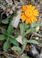 Image de Eriophyllum lanatum var. croceum (Greene) Jepson