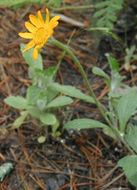 Image of common woolly sunflower