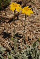 Image of common woolly sunflower