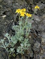 Image of common woolly sunflower