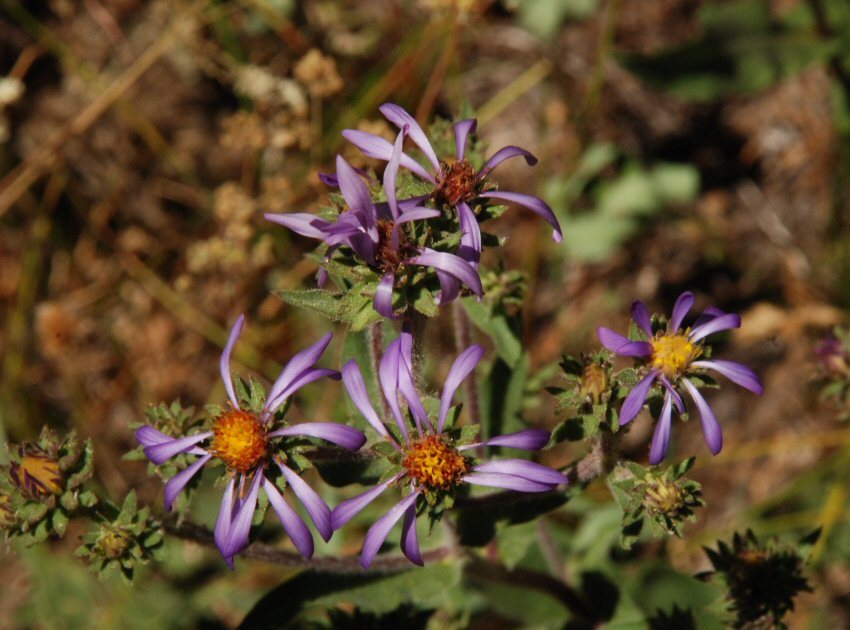Image of thickstem aster