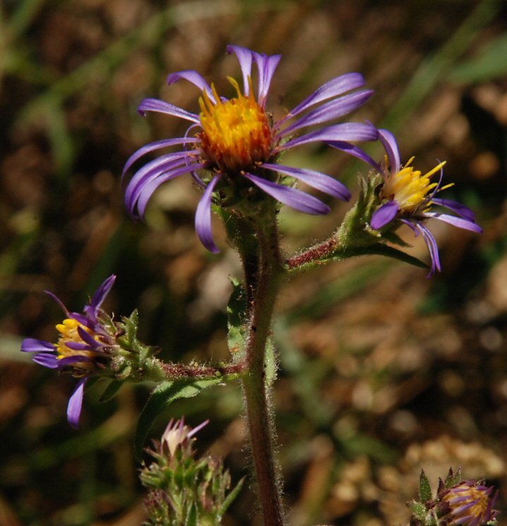 Eurybia integrifolia (Nutt.) G. L. Nesom resmi