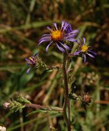 Eurybia integrifolia (Nutt.) G. L. Nesom resmi