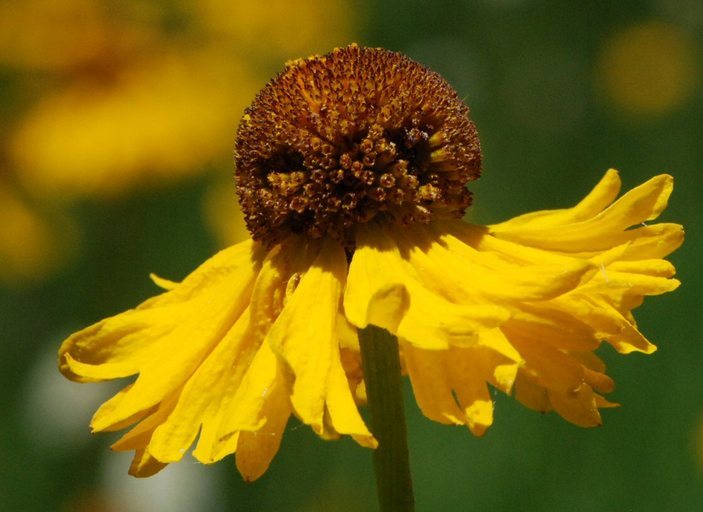 Image of Bigelow's sneezeweed