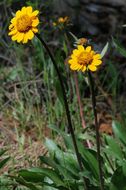 Imagem de Helianthella californica subsp. nevadensis (Greene) W. A. Weber