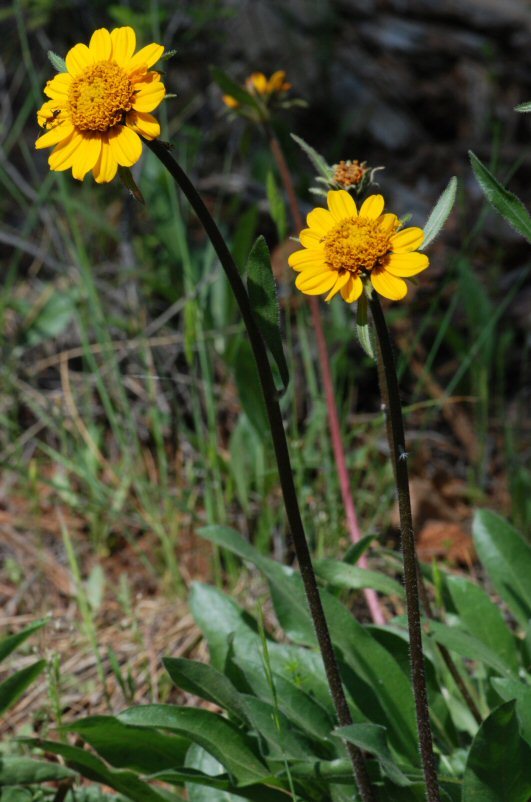 Image of Nevada helianthella