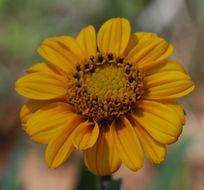 Imagem de Helianthella californica subsp. nevadensis (Greene) W. A. Weber