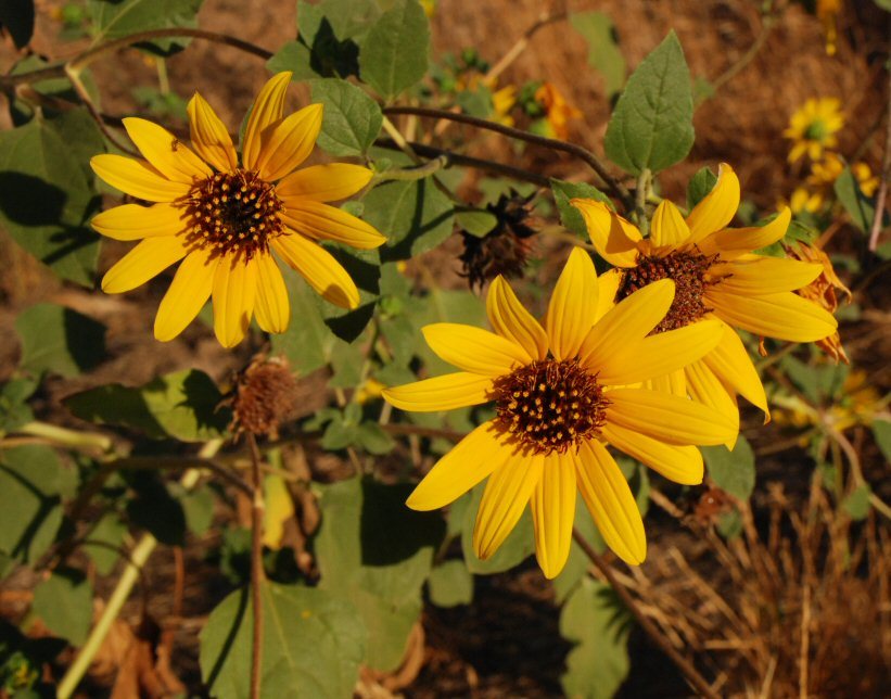 Image de tournesol