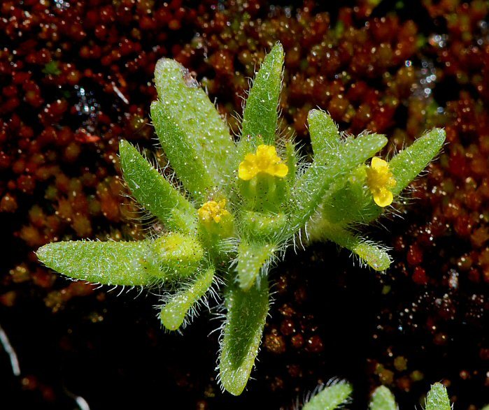 Image de Hemizonella minima (A. Gray) A. Gray