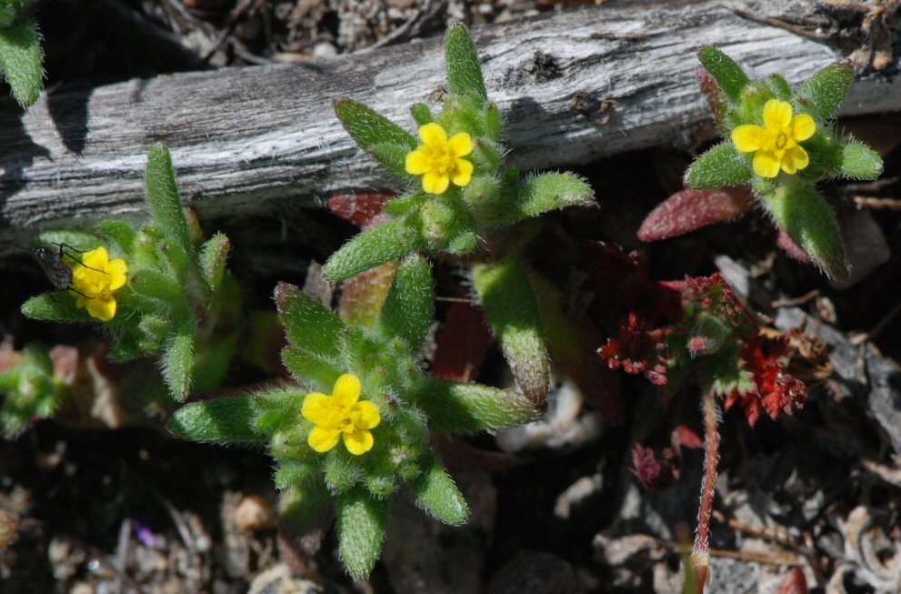 Image de Hemizonella minima (A. Gray) A. Gray