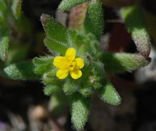 Image de Hemizonella minima (A. Gray) A. Gray