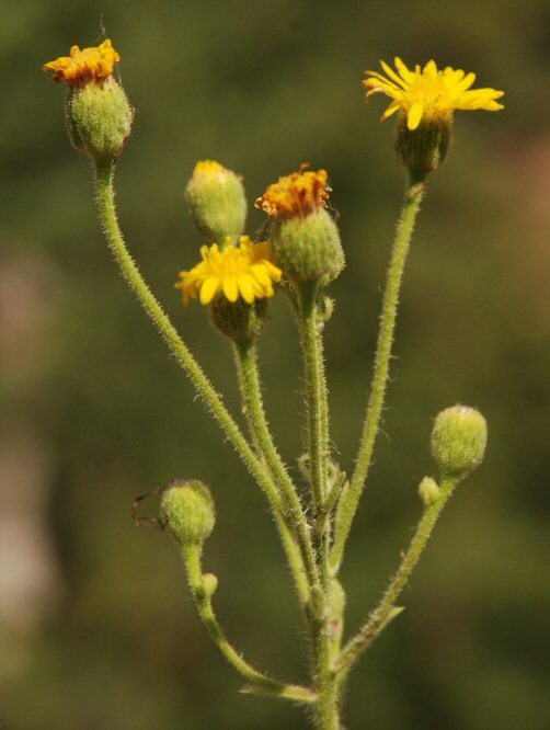 Imagem de Heterotheca grandiflora Nutt.