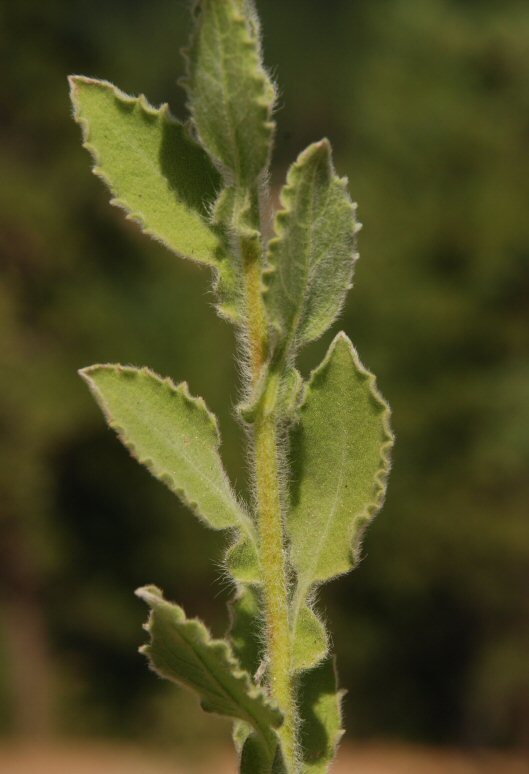 Imagem de Heterotheca grandiflora Nutt.