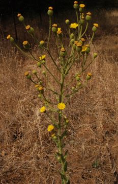 Слика од Heterotheca grandiflora Nutt.