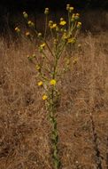 Слика од Heterotheca grandiflora Nutt.