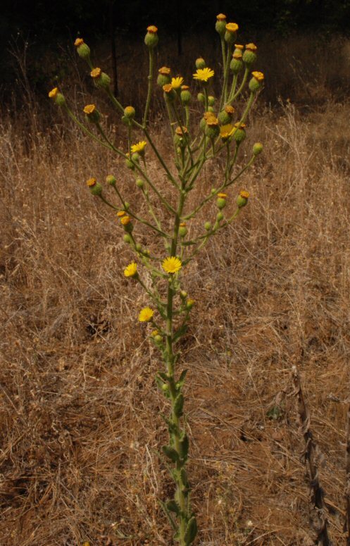 Imagem de Heterotheca grandiflora Nutt.