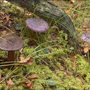 Image of Cortinarius violaceus (L.) Gray 1821