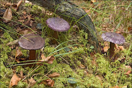 Image of Cortinarius violaceus (L.) Gray 1821