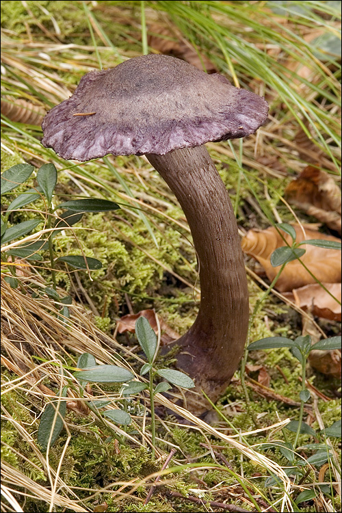 Image of Cortinarius violaceus (L.) Gray 1821