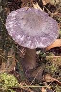 Image of Cortinarius violaceus (L.) Gray 1821