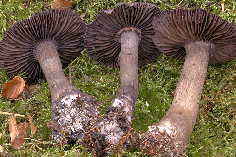 Image of Cortinarius violaceus (L.) Gray 1821