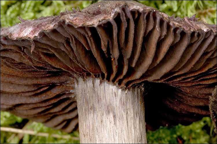 Image of Cortinarius violaceus (L.) Gray 1821