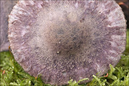 Image of Cortinarius violaceus (L.) Gray 1821