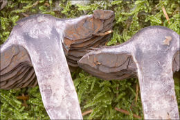 Image of Cortinarius violaceus (L.) Gray 1821