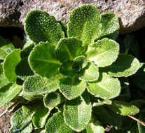 Image of rose rockcress