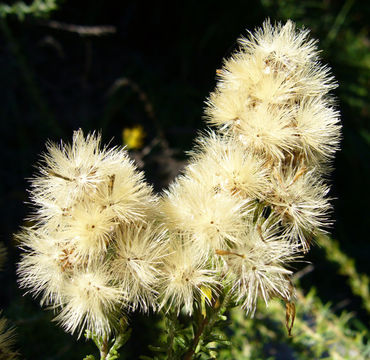 Ericameria ericoides (Less.) Jepson resmi