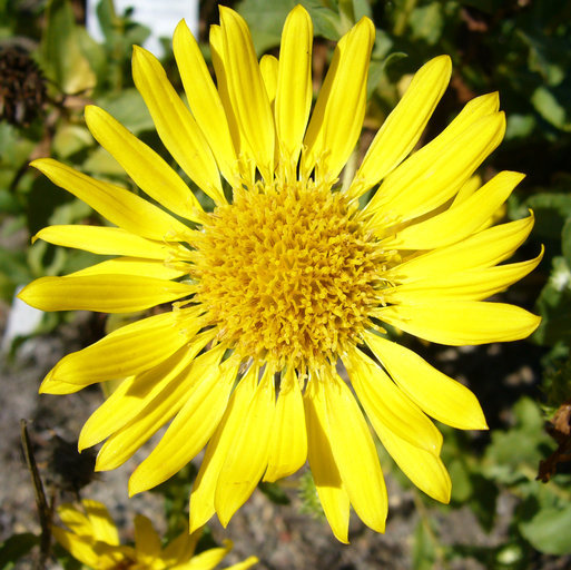 Слика од <i>Grindelia paludosa</i>