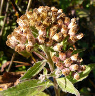 Plancia ëd Pluchea odorata (L.) Cass.