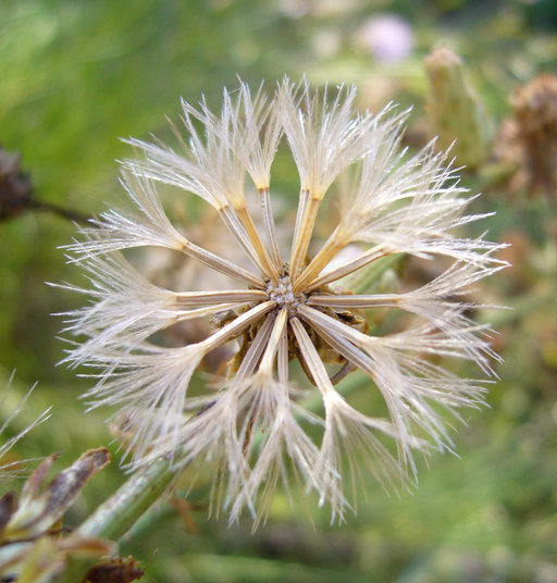 Image of chicoryleaf wirelettuce