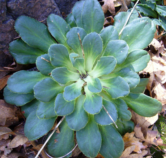 Image of Siskiyou lewisia