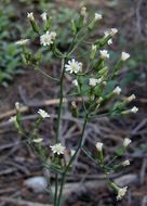 Image of white hawkweed