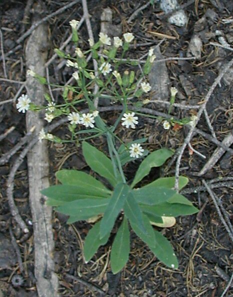 Image of white hawkweed