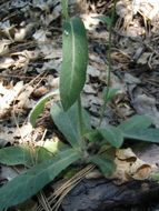 Image of white hawkweed