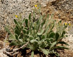 Image of <i>Hieracium horridum</i>