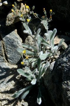 Слика од <i>Hieracium horridum</i>