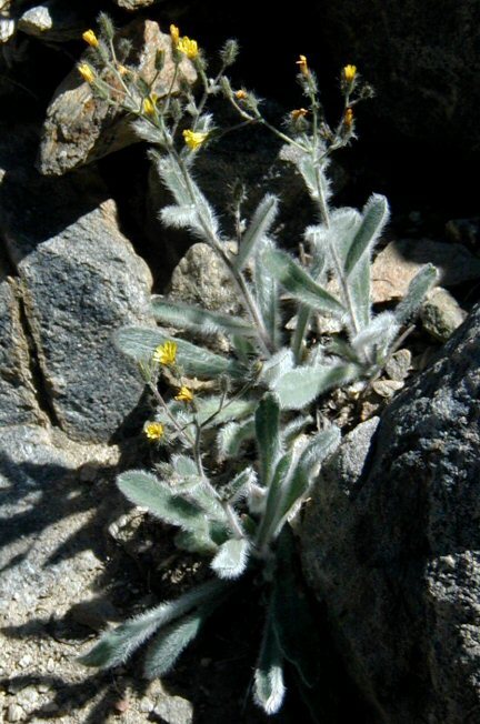 Image of <i>Hieracium horridum</i>