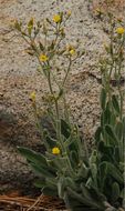 Image of <i>Hieracium horridum</i>