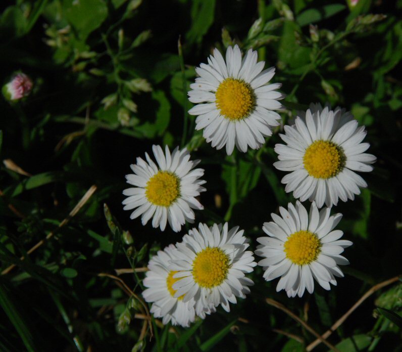 Image of Daisy