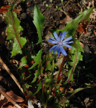 Image of chicory