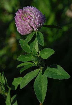 Image of Red Clover