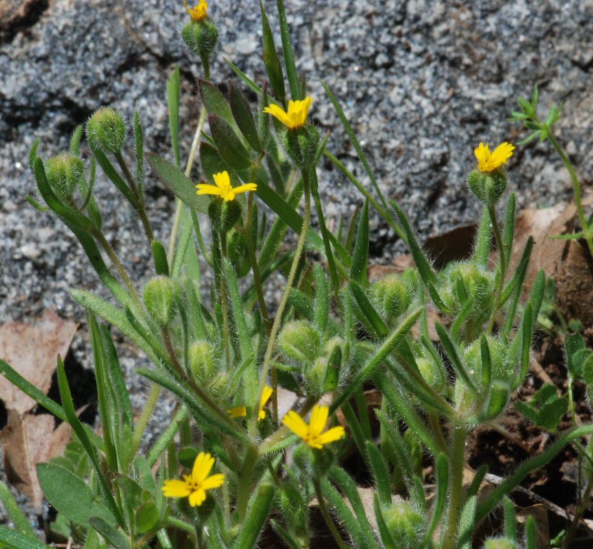 Image of Yosemite tarweed